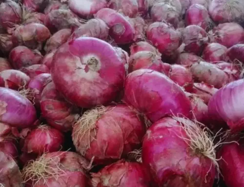Scoprendo la Cipolla Rossa di Breme: un viaggio nel cuore della tradizione gastronomica