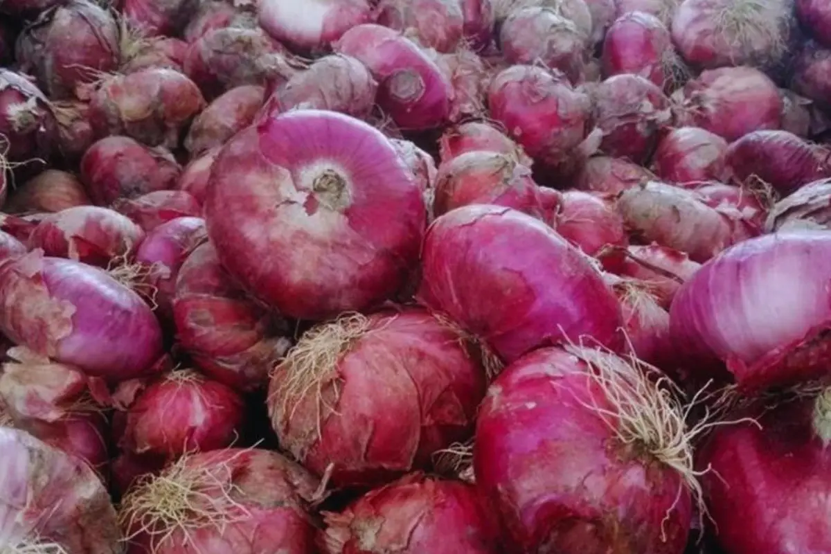 Cipolla Rossa