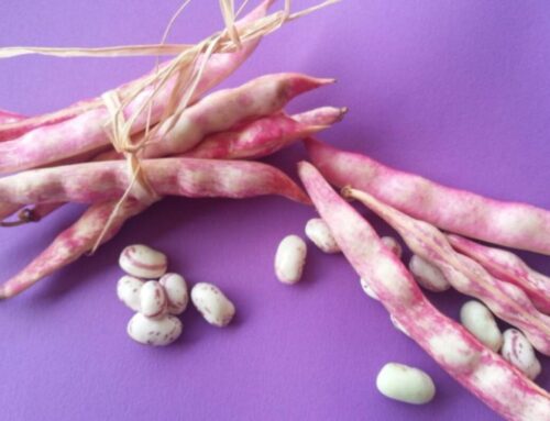 Zuppa di Fagioli Borlotti di Gambolò: Ricetta Tradizionale della Lomellina